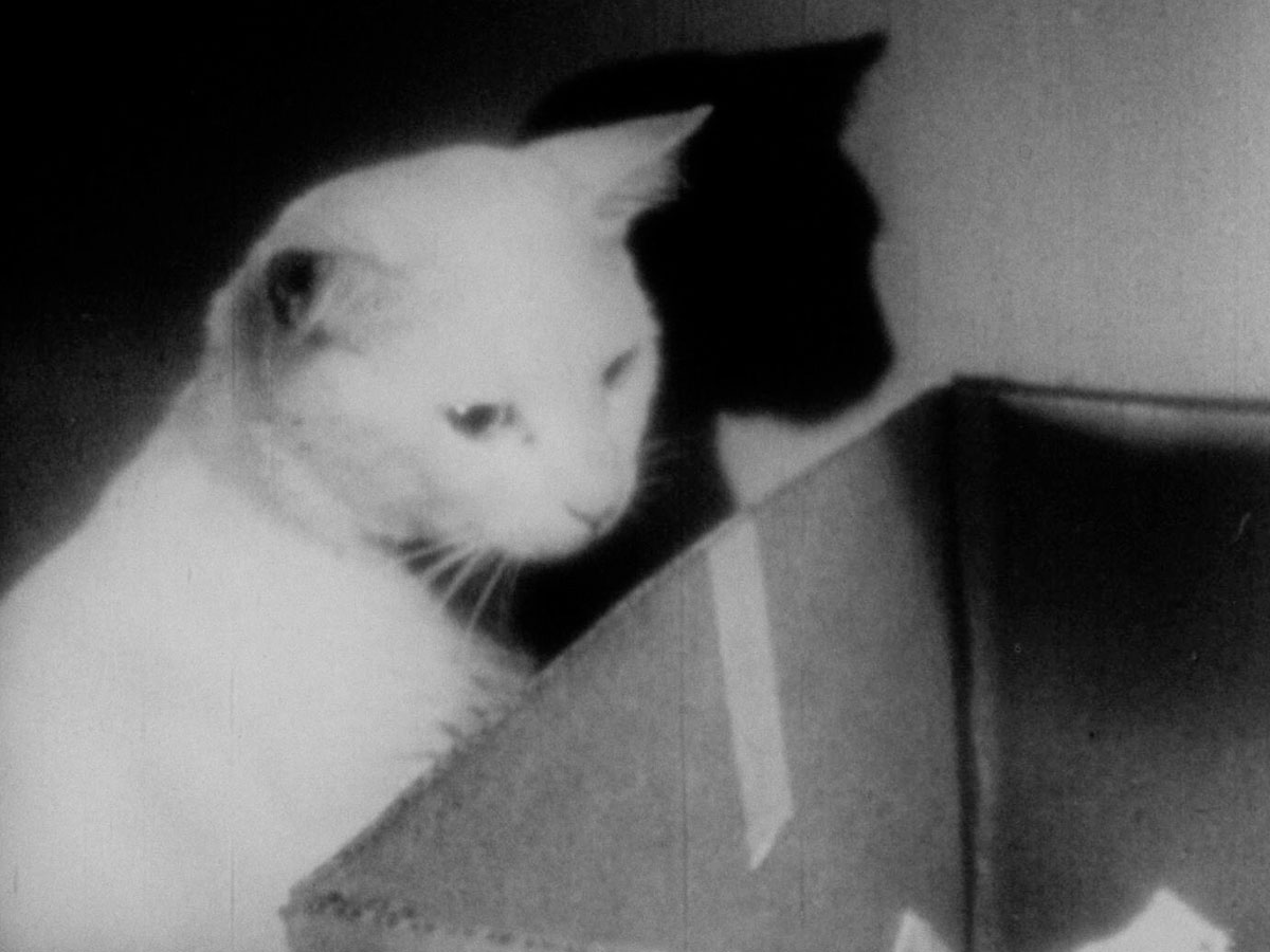 © The Private Life of a Cat (Alexander Hammid & Maya Deren, 1946)