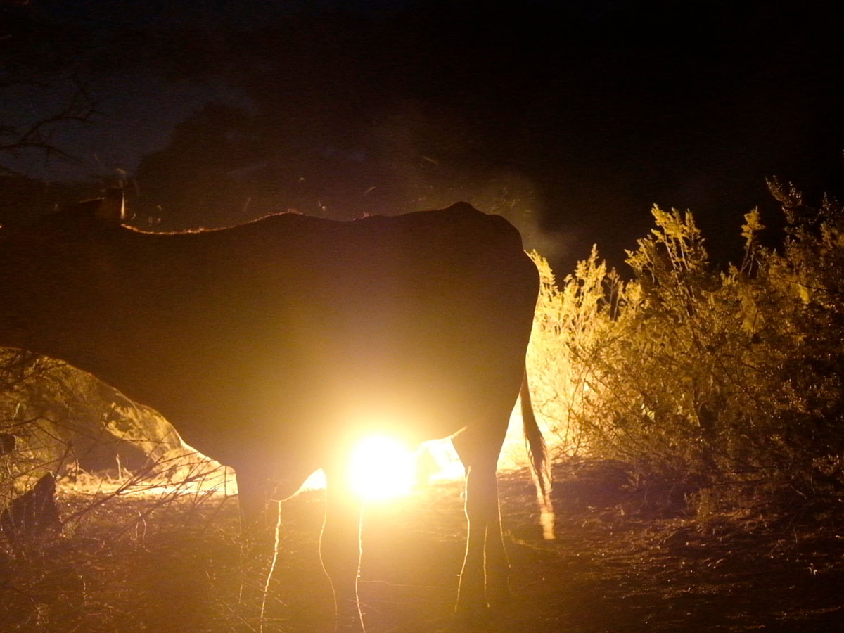 © Luces del desierto (Félix Blume, 2021)